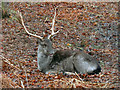SJ7387 : Dunham Massey Deer by David Dixon