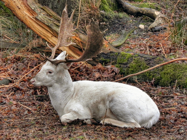 Albino Deer at Dunham Deer Park