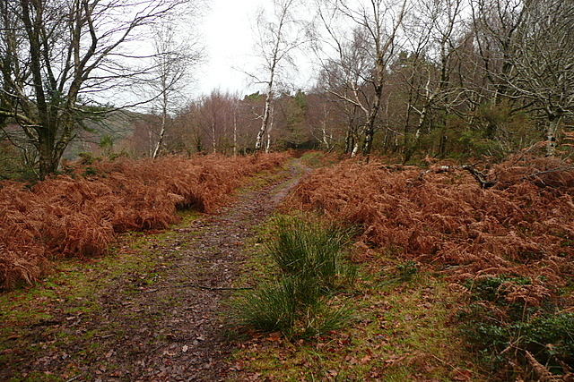 Track in Horner Wood