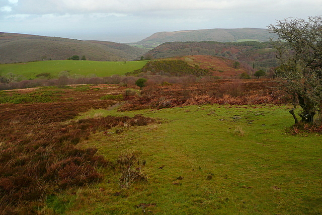 Path junction on Dunkery Hill