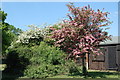 White and  pink Hawthorn Balmer Lawn