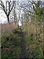 Path through the woods near Wood Hall