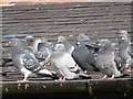 Alexandra Palace: pigeons on the caf? roof