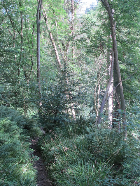 Path in West Dipton Wood (2)