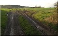 Field north of Upottery