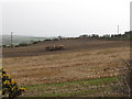 Cattle used to manure harvested croplands