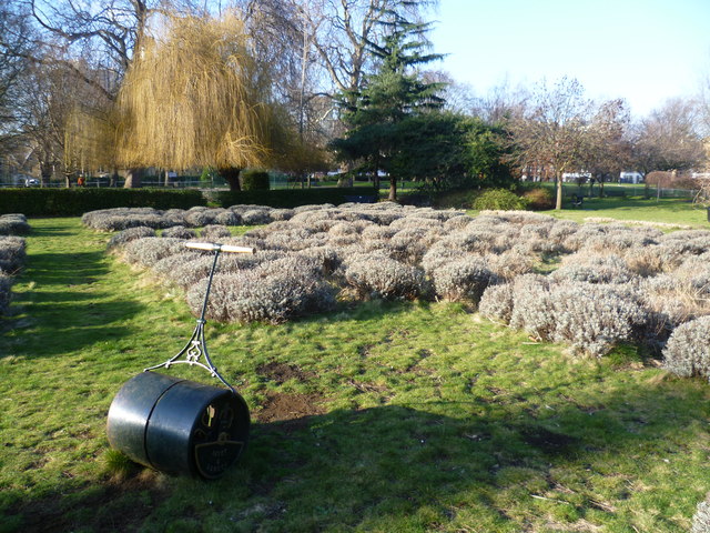 Lavender garden in Vauxhall Park