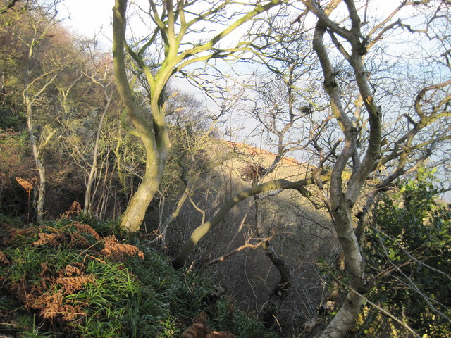 The  drop  over  Beast  Cliff  to  the  Undercliff