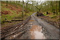 Track in Shillett Wood