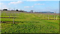 Young cider orchard