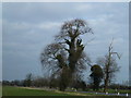 Trees on Whittlesey Road south of Thorney