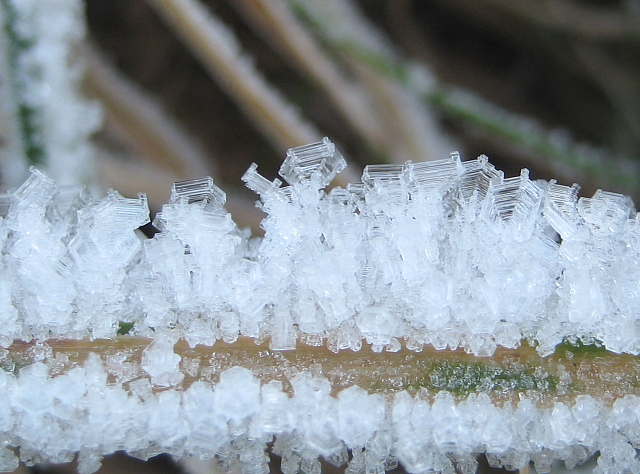 A Frosted Blade of Grass