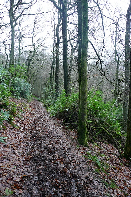 Path in Little Quarme Wood