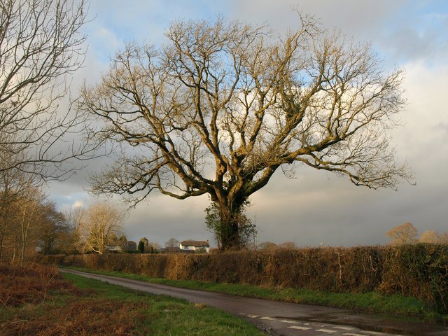 Oak tree near Jack's House