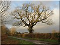 Oak tree near Jack