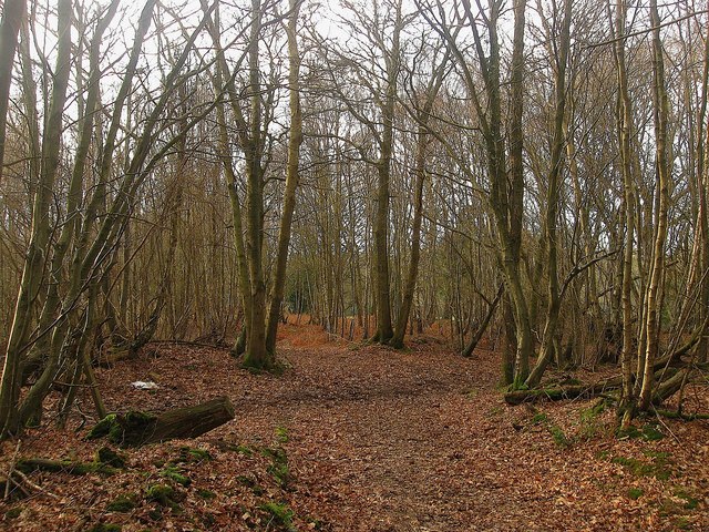 Mill Wood