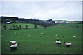 Sheep running away near Barnoldswick