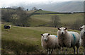 NY4103 : Fields with sheep below Troutbeck by Trevor Littlewood