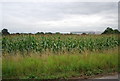 Field of Maize