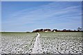 Winter Field, East Harlsey