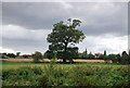 Tree on the Gipping floodplain