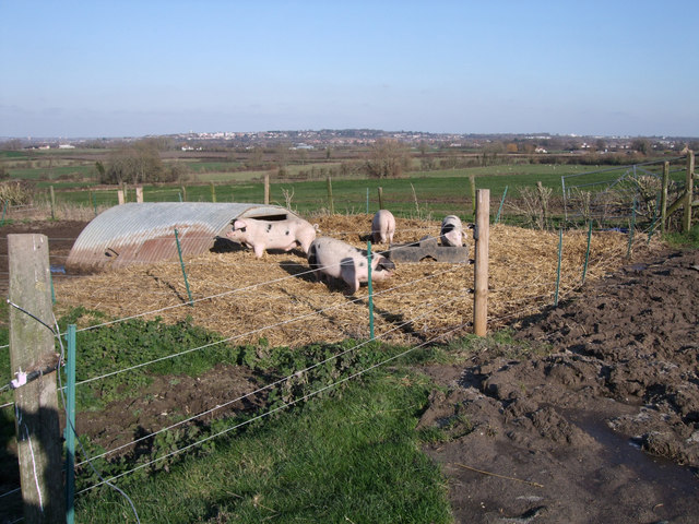 Pigs, Chilton Farm