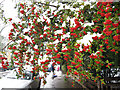 Berries with snow