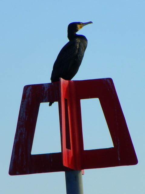 Cormorant (Phalacrocorax carbo), Mudeford