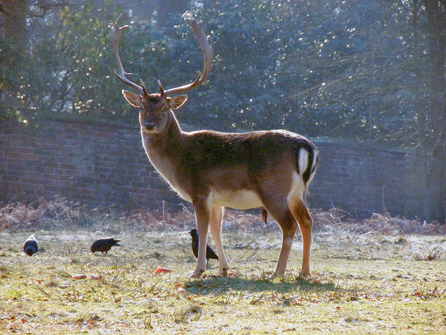 Dunham Deer Sanctuary