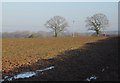 Trees across a field, Stoneyford