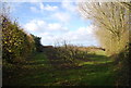 Orchard near Farleigh Green