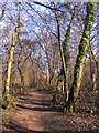 Peascroft Wood Path