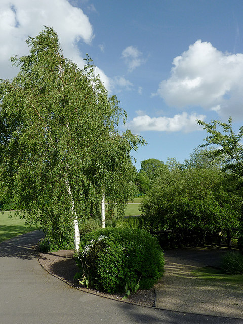 Birch trees in the park at Penkridge, Staffordshire