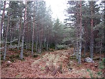 NH8704 : Inshriach Forest by Richard Webb