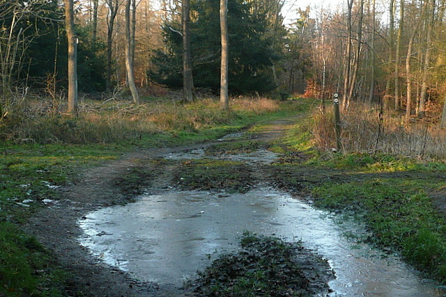 Path junction in Hearnton Wood