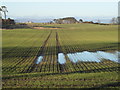 Winter crop near Geanies