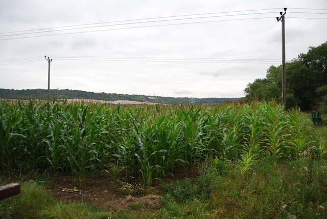 Maize by the Medway Valley Walk