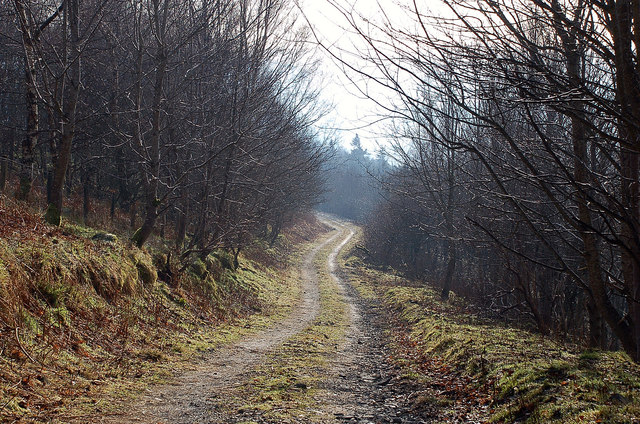 Forest track, Merrybrae