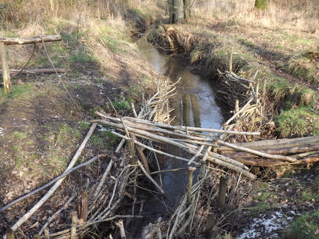 Stream on Whitmoor Common