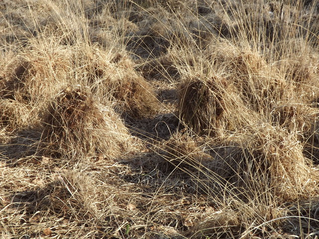 Grass Tussocks © Colin Smith :: Geograph Britain and Ireland