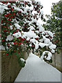 Snowy berries and path