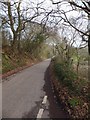 Bare trees beside road to Kennel Court 