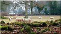 SO5106 : Sheep at the woodland edge by Jonathan Billinger
