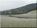 Cattle in a frosty field