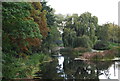 Bramford sluice and weeping willow