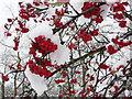 Berries and Snow on Bush on Green, Prince George Avenue, London N14