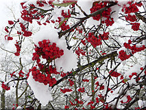 TQ2995 : Berries and Snow on Bush on Green, Prince George Avenue, London N14 by Christine Matthews