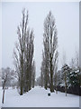 TQ3095 : Avenue of Poplar Trees, Oakwood Park, London  N14 by Christine Matthews
