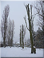 TQ3095 : Poplar Trees, Oakwood Park, London N14 by Christine Matthews