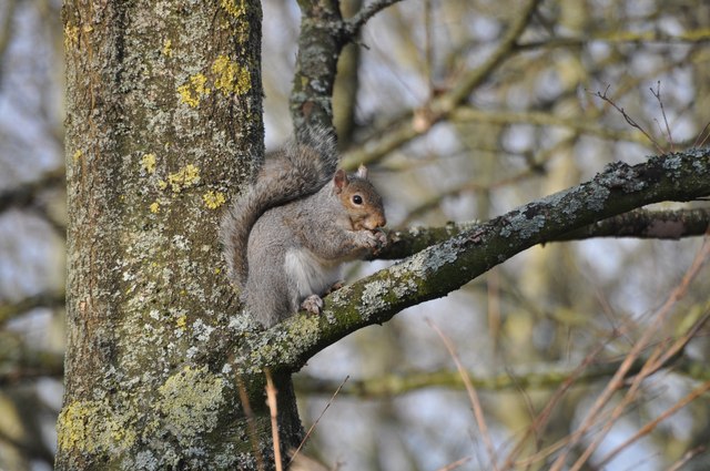 Tiverton : Squirrel up a Tree